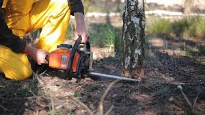 Best Lawn Renovation and Restoration  in Santa Rosa, NM