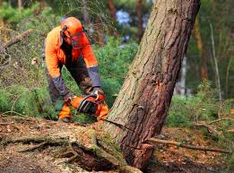 How Our Tree Care Process Works  in  Santa Rosa, NM